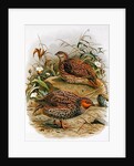 New Zealand Quail by Johan Gerard Keulemans