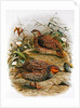 New Zealand Quail by Johan Gerard Keulemans