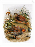 New Zealand Quail by Johan Gerard Keulemans
