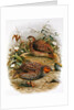 New Zealand Quail by Johan Gerard Keulemans