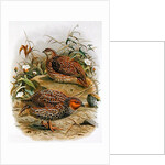 New Zealand Quail by Johan Gerard Keulemans