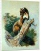 Pine Marten, 1919 by Archibald Thorburn