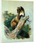 Pine Marten, 1919 by Archibald Thorburn