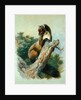 Pine Marten, 1919 by Archibald Thorburn