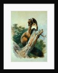 Pine Marten, 1919 by Archibald Thorburn