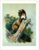 Pine Marten, 1919 by Archibald Thorburn