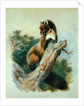 Pine Marten, 1919 by Archibald Thorburn