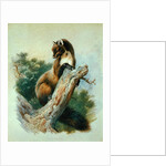Pine Marten, 1919 by Archibald Thorburn