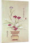 Orchids by School Japanese