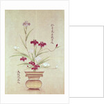 Orchids by School Japanese