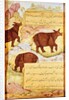 Rhinoceros by Mughal School