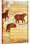 Rhinoceros by Mughal School
