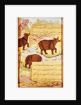Rhinoceros by Mughal School