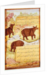 Rhinoceros by Mughal School