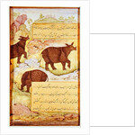 Rhinoceros by Mughal School