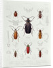 A Collection of Coleoptera found in Chile by French School