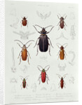 A Collection of Coleoptera found in Chile by French School