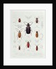 A Collection of Coleoptera found in Chile by French School