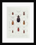 A Collection of Coleoptera found in Chile by French School