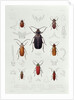 A Collection of Coleoptera found in Chile by French School