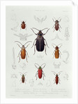 A Collection of Coleoptera found in Chile by French School