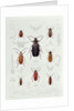 A Collection of Coleoptera found in Chile by French School