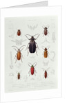 A Collection of Coleoptera found in Chile by French School