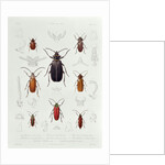 A Collection of Coleoptera found in Chile by French School