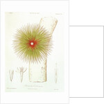 A Bromelia found in the Andes by French School