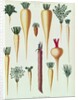 Turnips, Tab XII from the 'Album Benary' by Ernst Benary