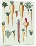 Turnips, Tab XII from the 'Album Benary' by Ernst Benary