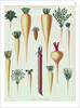 Turnips, Tab XII from the 'Album Benary' by Ernst Benary