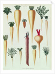 Turnips, Tab XII from the 'Album Benary' by Ernst Benary