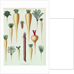 Turnips, Tab XII from the 'Album Benary' by Ernst Benary