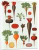 Beetroot, Tab X from the 'Album Benary' by Ernst Benary