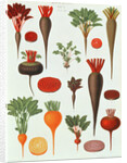 Beetroot, Tab X from the 'Album Benary' by Ernst Benary