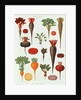 Beetroot, Tab X from the 'Album Benary' by Ernst Benary