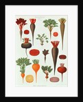 Beetroot, Tab X from the 'Album Benary' by Ernst Benary
