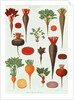 Beetroot, Tab X from the 'Album Benary' by Ernst Benary