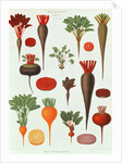 Beetroot, Tab X from the 'Album Benary' by Ernst Benary
