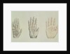 Hands of a primate and a human by English School
