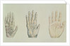 Hands of a primate and a human by English School