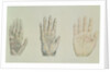 Hands of a primate and a human by English School