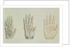 Hands of a primate and a human by English School