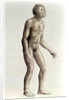 Homo habilis by Anonymous