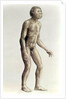 Homo habilis by Anonymous