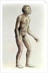 Homo habilis by Anonymous