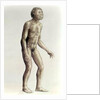 Homo habilis by Anonymous