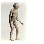 Homo habilis by Anonymous
