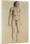 Homo erectus by English School